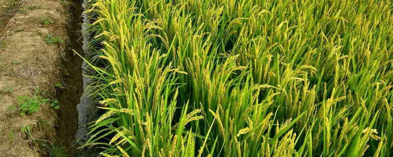 又得优2573水稻种子特征特性，每亩秧田播种量15—20公斤