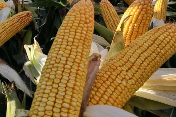 科河711玉米品种简介,密度5500株/亩左右