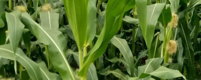 沈爆12玉米种子特点，高抗瘤黑粉病