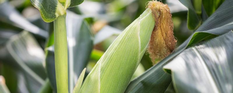 熙单21玉米种子介绍，中抗茎腐病