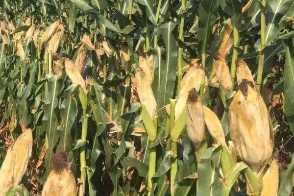 熙单21玉米种子介绍，中抗茎腐病