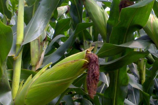 郑青贮7号玉米种子介绍，注意防治弯孢叶斑病和瘤黑粉病