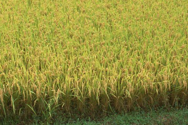 沉香优郁香水稻种子简介，每亩大田用种量0～5公斤