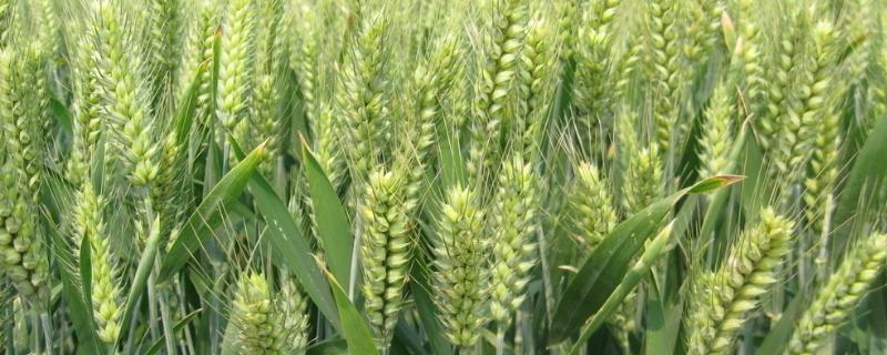 新麦77小麦品种简介，每亩适宜基本苗18万—22万