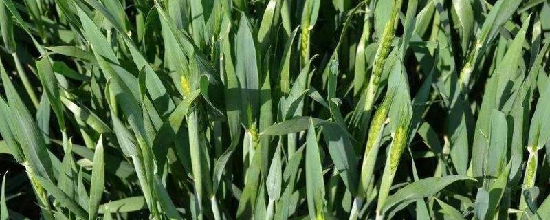 咸麦283小麦品种的特性，比对照品种周麦36号熟期稍早