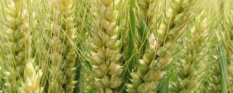郑科8号小麦品种的特性，全生育期222.6天