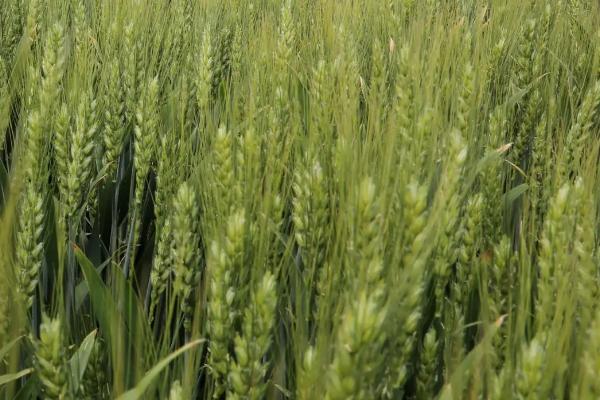 中种麦24号小麦种子介绍，每亩适宜基本苗16万—20万