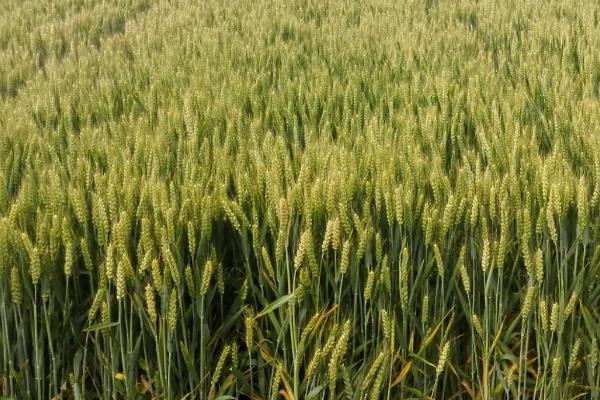 郑科8号小麦品种的特性,全生育期222.6天