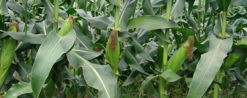 中博959玉米种子简介，密度4500株/亩左右