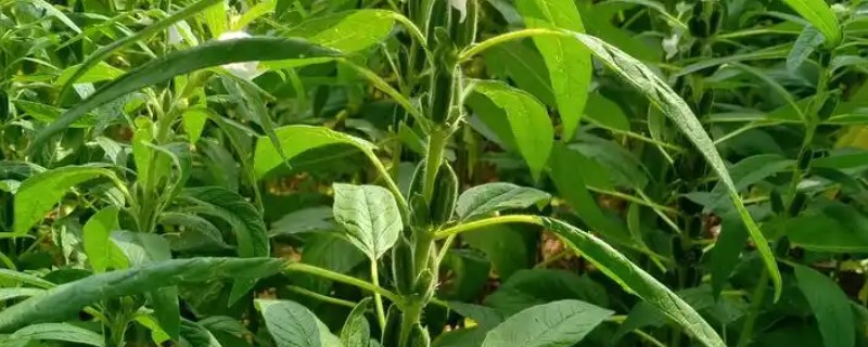 芝麻播种后下雨有没有影响，会造成影响