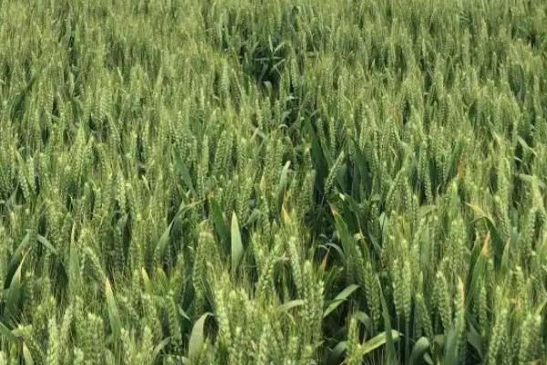 济麦42小麦种子简介,全生育期226.8天