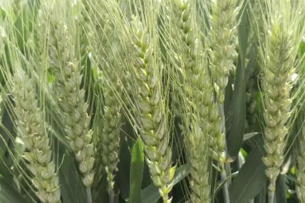 安科2008小麦品种的特性,全生育期219.2天