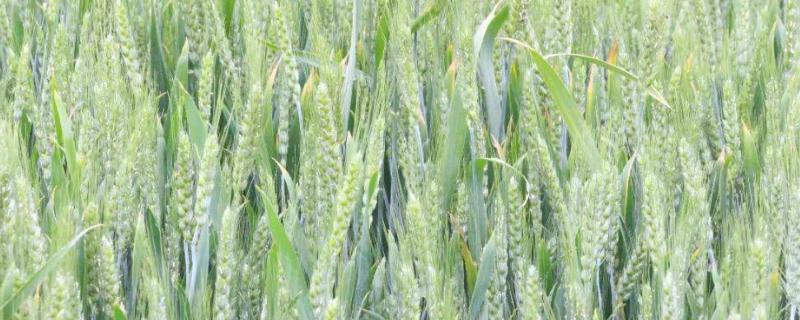 西宛161小麦品种简介，全生育期221.3天