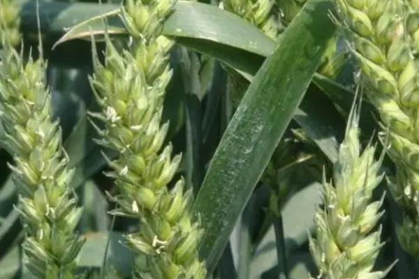 涡育16小麦种子特征特性,与对照品种周麦36号熟期相当