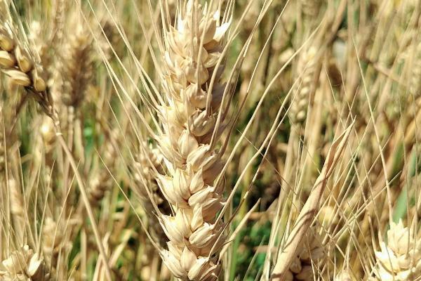 西农1155小麦种子特征特性,比对照品种周麦36号熟期稍早