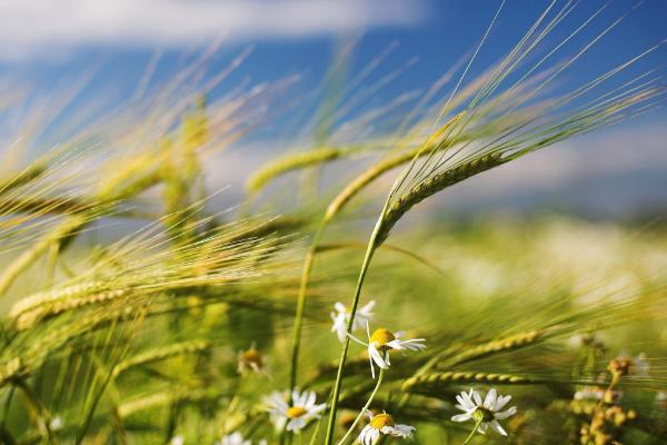 徐麦48小麦种子介绍，每亩适宜基本苗16万—22万