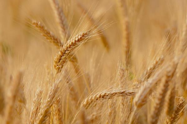 西农158小麦种子简介，与对照品种周麦18熟期相当