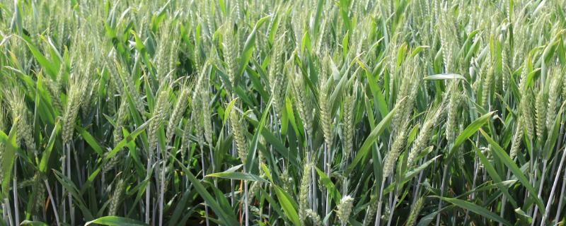 新世纪2号小麦种子简介，注意防治白粉病和赤霉病等病害