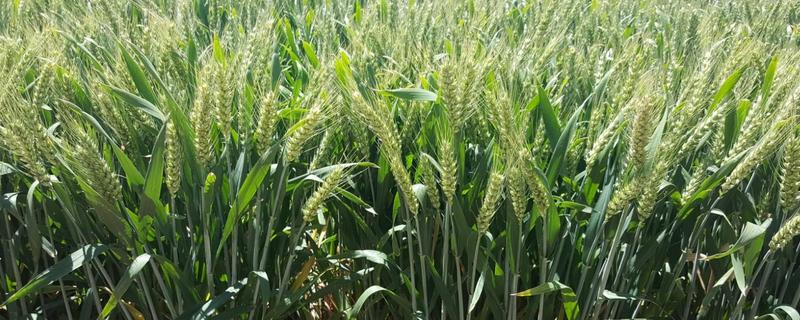 偃高1600小麦品种的特性，每亩适宜基本苗18万—20万