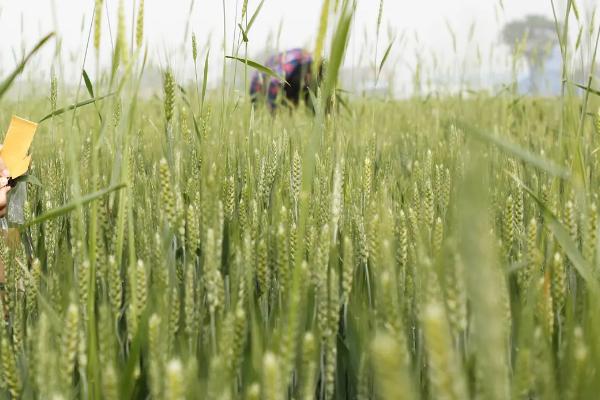 稷麦337小麦种子简介,全生育期225.2天