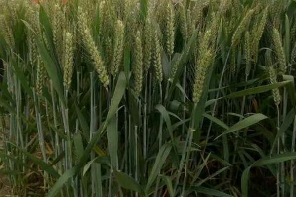 金苑麦49小麦种子介绍，与对照品种周麦36号熟期相当