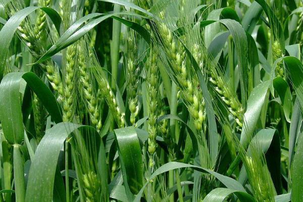 偃高1600小麦品种的特性，每亩适宜基本苗18万—20万