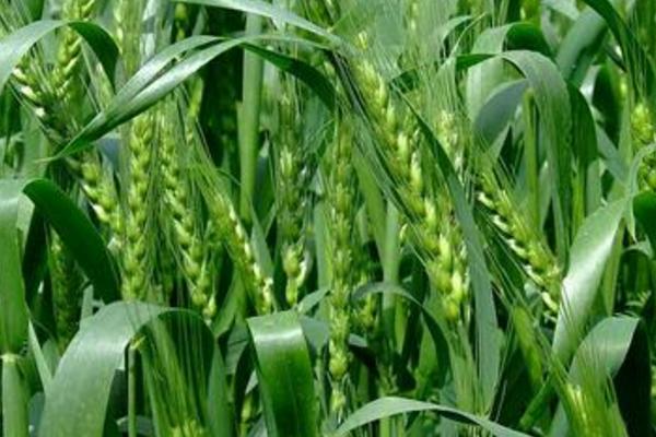 西宛161小麦品种简介，全生育期221.3天