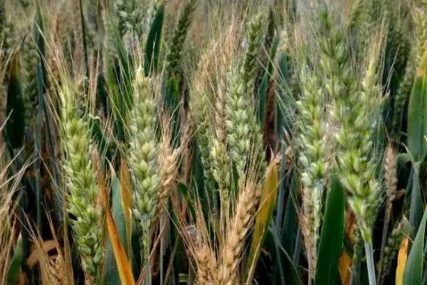 安科2008小麦品种的特性,全生育期219.2天