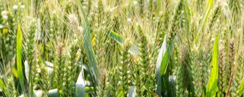 连麦17小麦种子特征特性，与对照品种周麦36号熟期相当