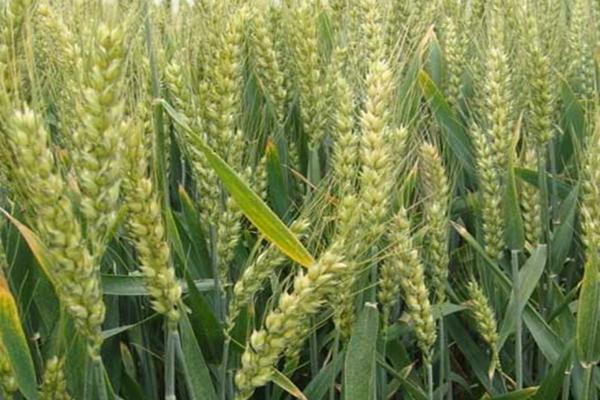 安农208小麦品种的特性，每亩适宜基本苗16万—18万