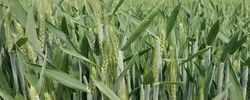 西农1155小麦种子特征特性，比对照品种周麦36号熟期稍早