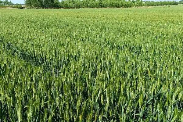 西农156小麦种子介绍，每亩适宜基本苗16万—20万