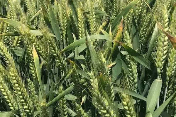 川麦618小麦种子介绍,每亩适宜基本苗15万—18万