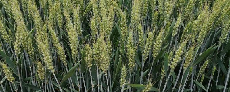 山农56小麦种子简介，注意防治叶锈病和赤霉病等病害