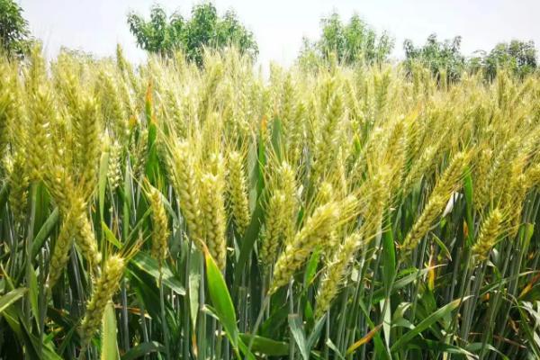 华麦29小麦种子简介，每亩适宜基本苗15万—17万