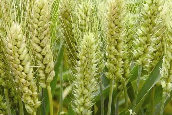 滁麦1802小麦品种简介，每亩适宜基本苗15万—18万