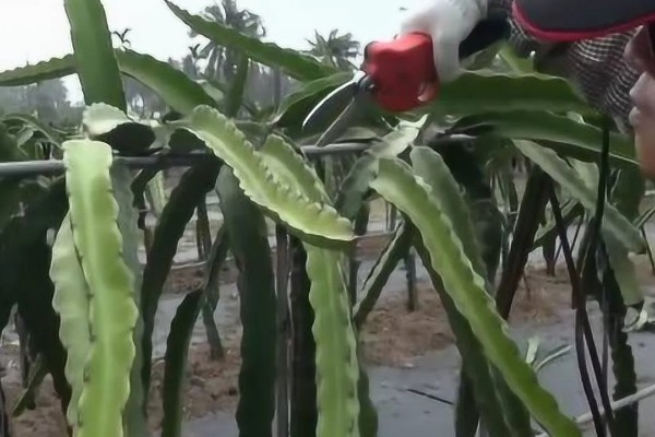 火龙果的修剪时间，修剪时间主要是春季和冬季
