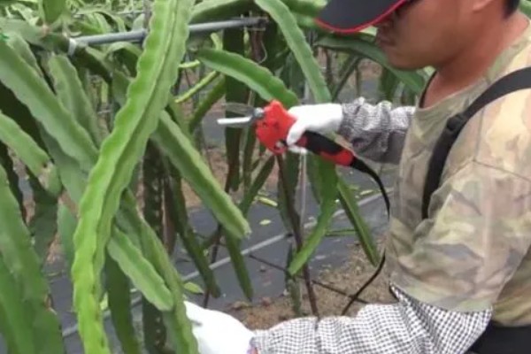 火龙果的修剪时间，修剪时间主要是春季和冬季