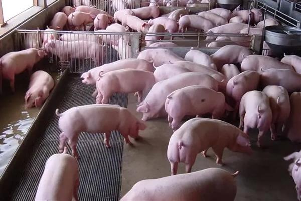 小猪胀气怎么治疗，用石蜡油加温水灌服一次