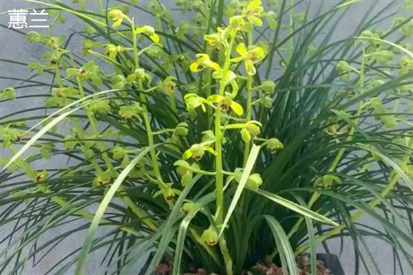 宽叶兰花属于哪种品种，是宽叶红门兰