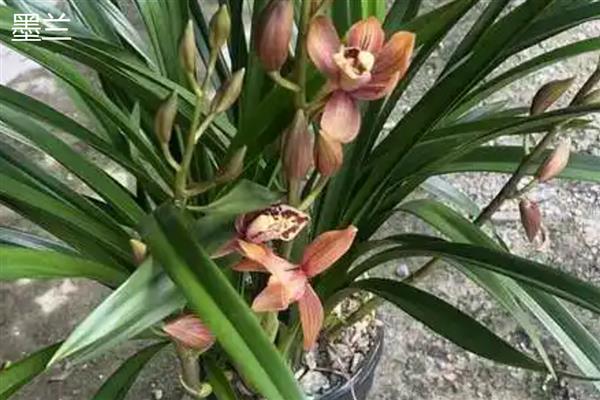 宽叶兰花属于哪种品种，是宽叶红门兰