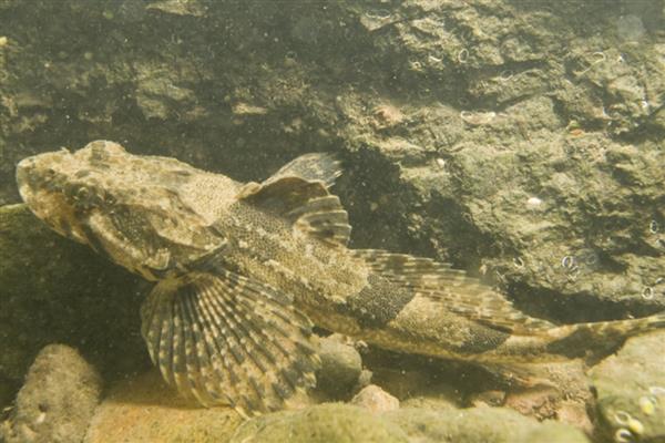 长江里有什么鱼,其中淡水鱼有324种