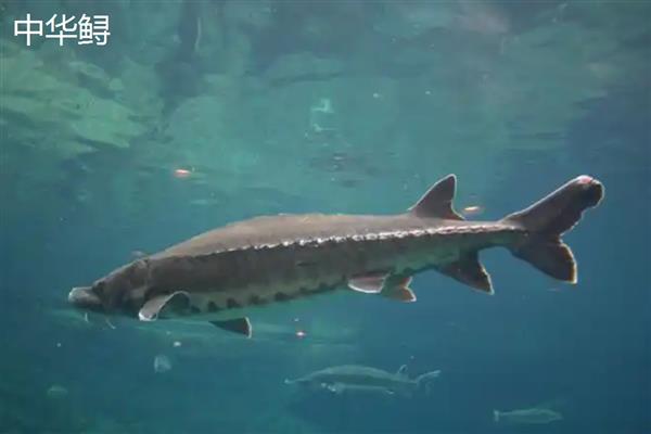 长江里有什么鱼,其中淡水鱼有324种