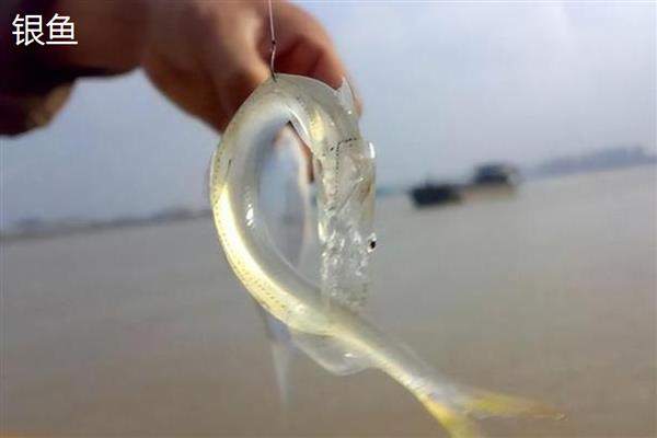 长江里有什么鱼,其中淡水鱼有324种