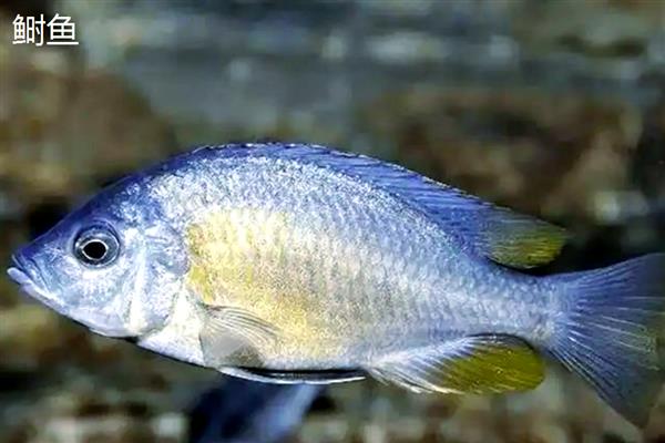 长江里有什么鱼,其中淡水鱼有324种