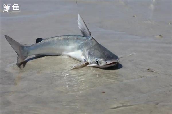 长江里有什么鱼,其中淡水鱼有324种