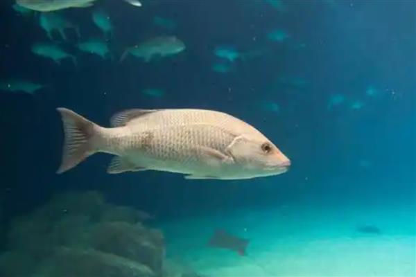 长江里有什么鱼,其中淡水鱼有324种