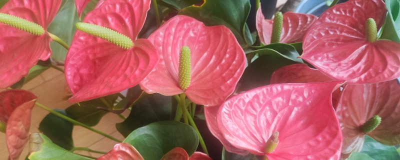 红掌不红的原因，可能是光照不足所致