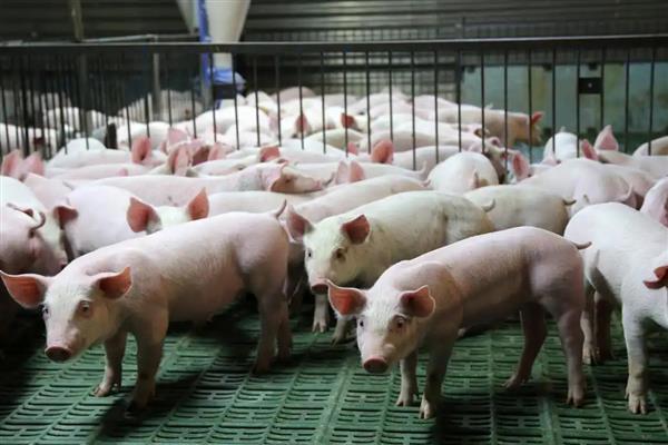 小猪胀气怎么治疗，用石蜡油加温水灌服一次