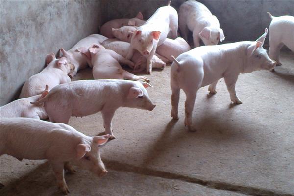 小猪胀气怎么治疗，用石蜡油加温水灌服一次